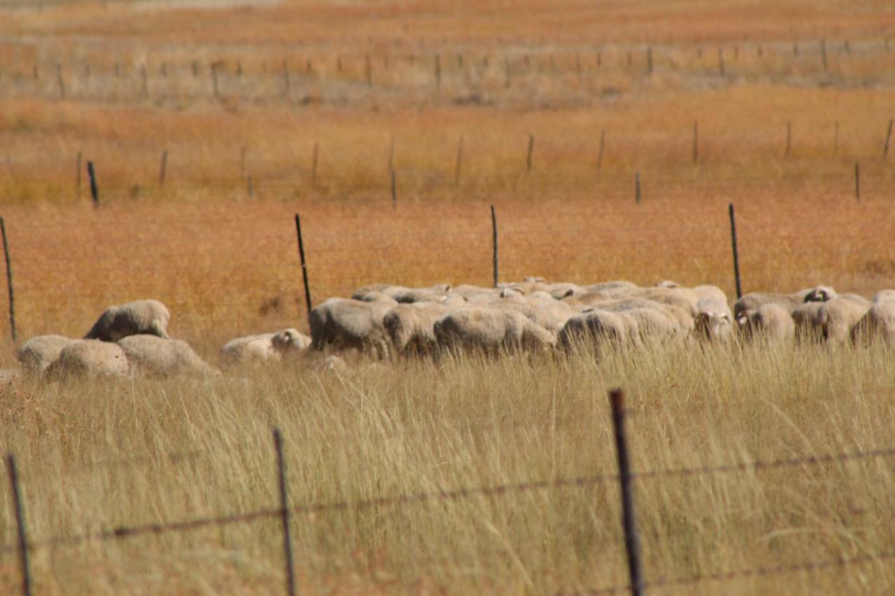 فندق Hillside Farm Trompsburg المظهر الخارجي الصورة