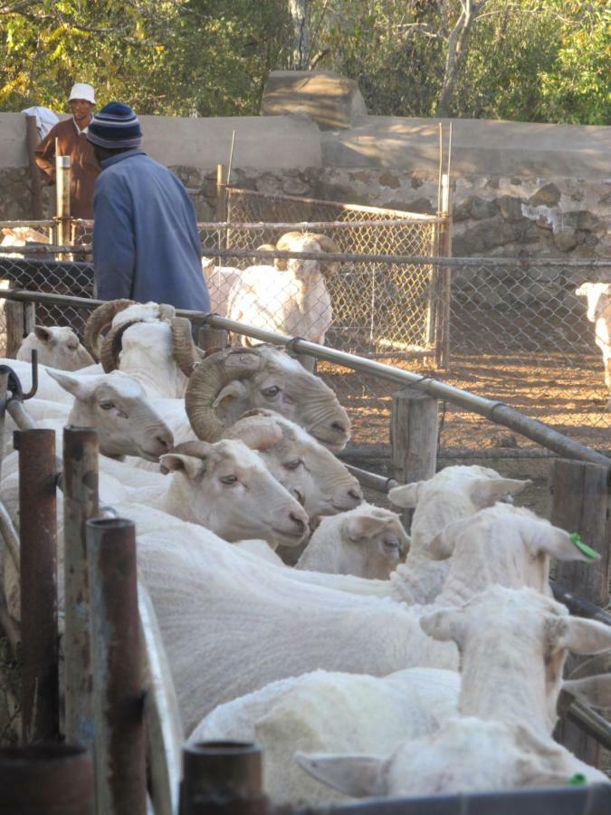 فندق Hillside Farm Trompsburg المظهر الخارجي الصورة